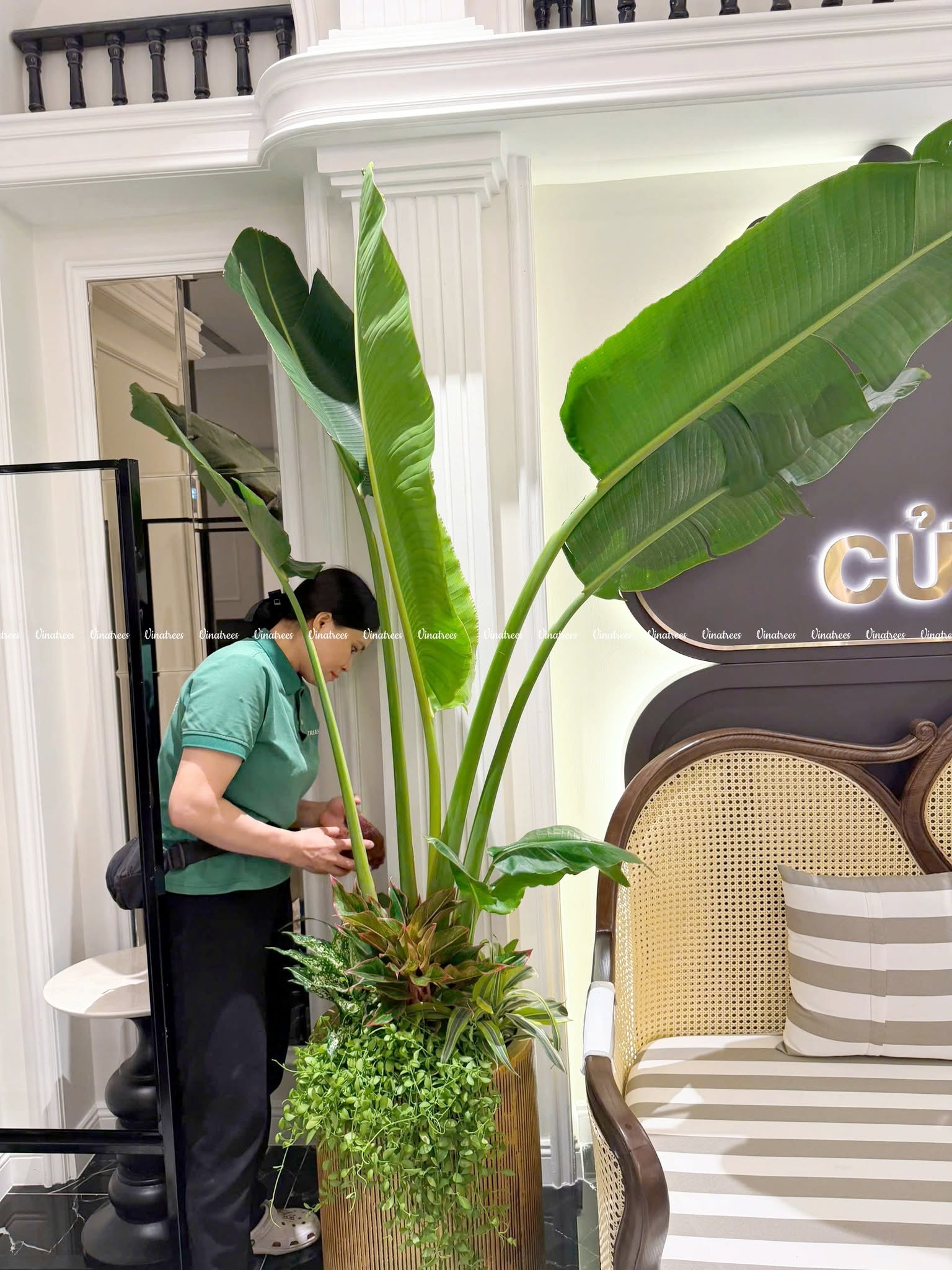 Chuổi Rẻ Quạt cây cảnh được Vinatrees thiết kế làm điểm nhấn khu vực tiếp khách